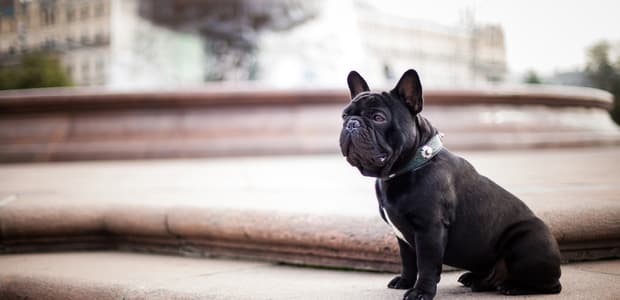 Veterinárovi zaplatil 300 libier! Potom zistil, že to pes len hrá
