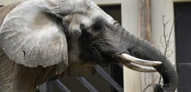 Bojnická zoo má po takmer 40 rokoch nového slona