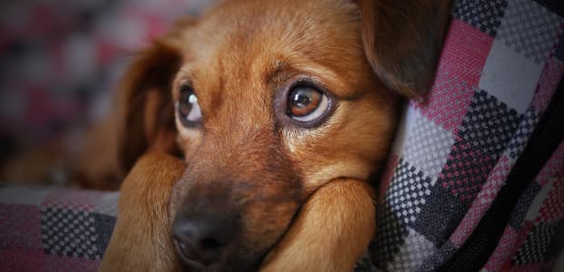 S kúpou či adopciou zvieraťa je lepšie počkať na obdobie po Vianociach