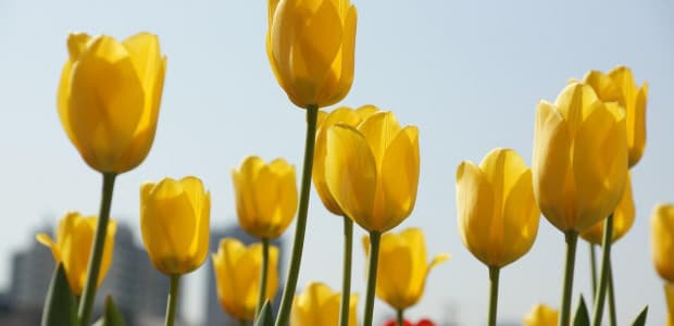 13-ty máj patrí tulipánom. Viete, čo sa hovorí o mužoch, ktorí majú vo zvyku darovať žene tento kvet?